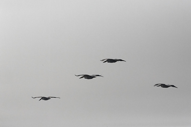 Keoladeo national park-145